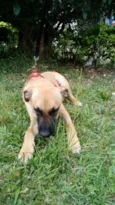 Boris