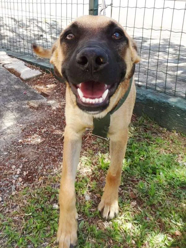 Cachorro ra a SRD idade 7 a 11 meses nome Boris