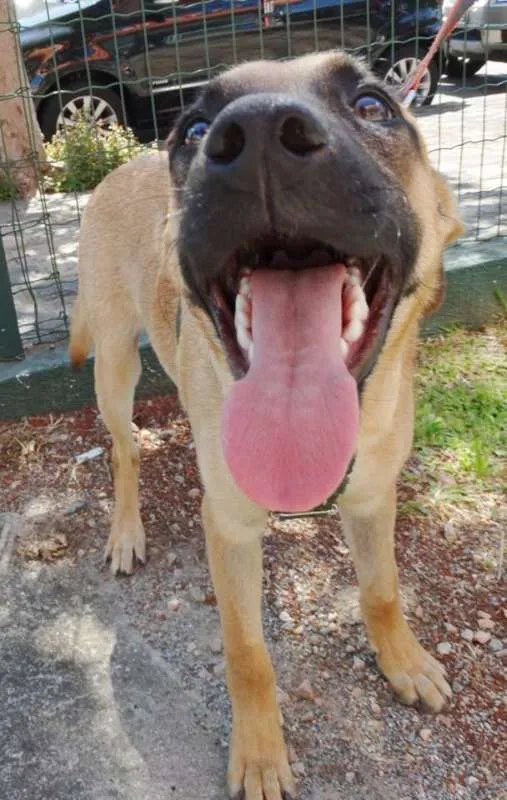 Cachorro ra a SRD idade 7 a 11 meses nome Boris