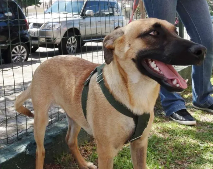 Cachorro ra a SRD idade 7 a 11 meses nome Boris