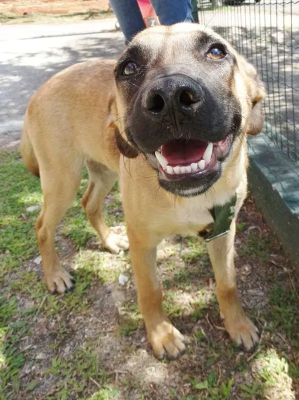 Cachorro ra a SRD idade 7 a 11 meses nome Boris