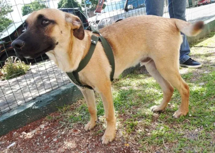 Cachorro ra a SRD idade 7 a 11 meses nome Boris