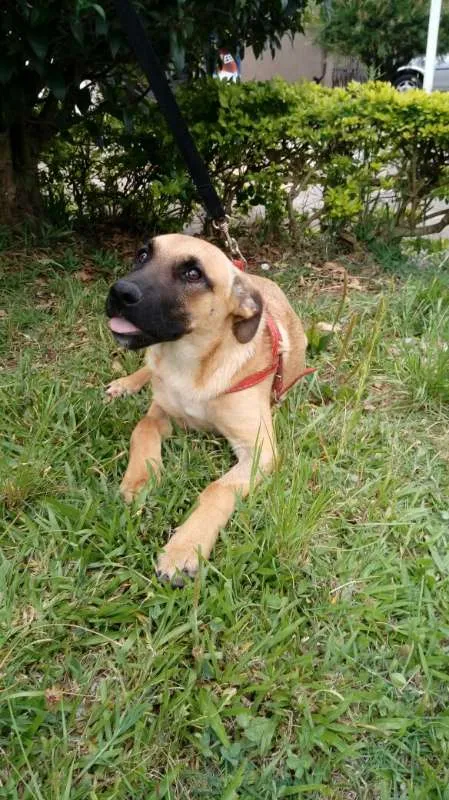 Cachorro ra a SRD idade 7 a 11 meses nome Boris