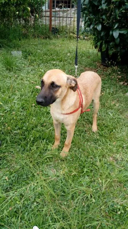 Cachorro ra a SRD idade 7 a 11 meses nome Boris