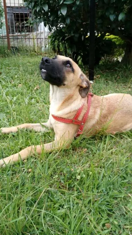Cachorro ra a SRD idade 7 a 11 meses nome Boris