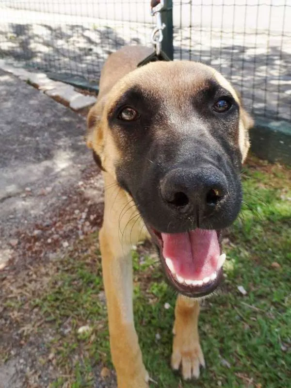 Cachorro ra a SRD idade 7 a 11 meses nome Boris