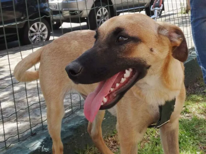 Cachorro ra a SRD idade 7 a 11 meses nome Boris