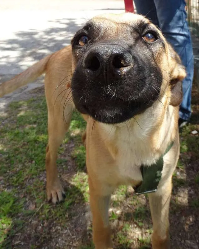 Cachorro ra a SRD idade 7 a 11 meses nome Boris