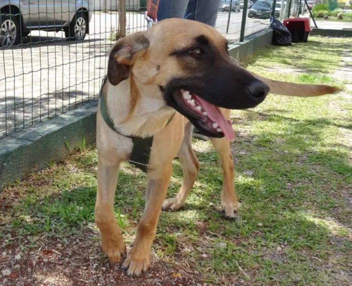 Cachorro ra a SRD idade 7 a 11 meses nome Boris