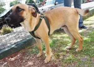 Cachorro raça SRD idade 7 a 11 meses nome Boris