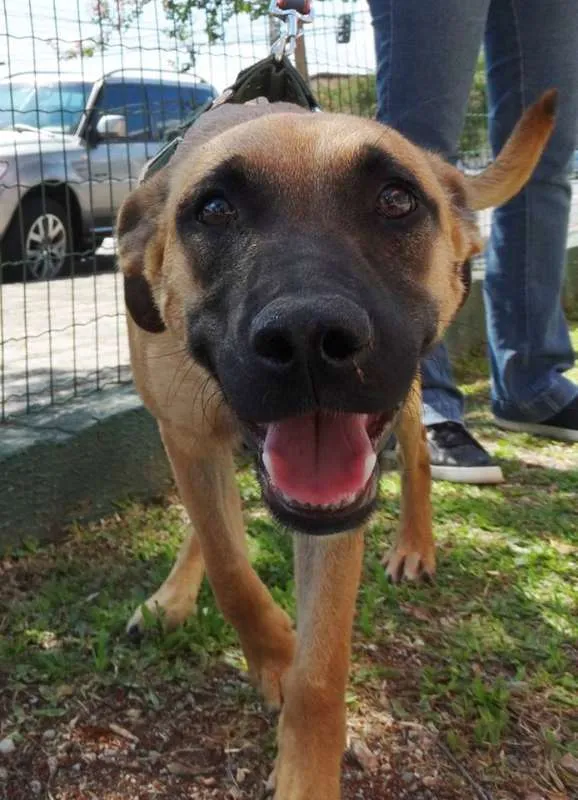 Cachorro ra a SRD idade 7 a 11 meses nome Boris