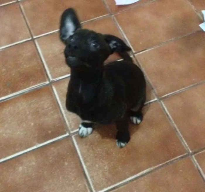 Cachorro ra a VIRA LATA idade 2 a 6 meses nome SEM NOME