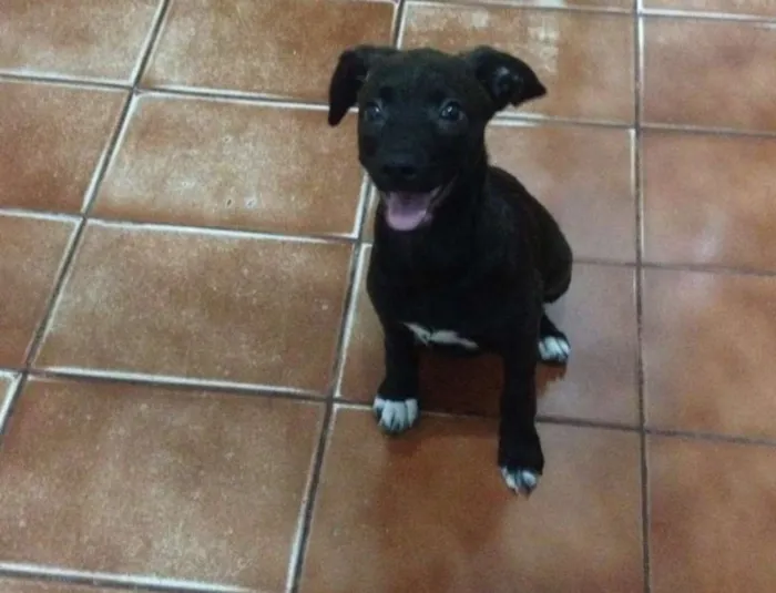 Cachorro ra a VIRA LATA idade 2 a 6 meses nome SEM NOME