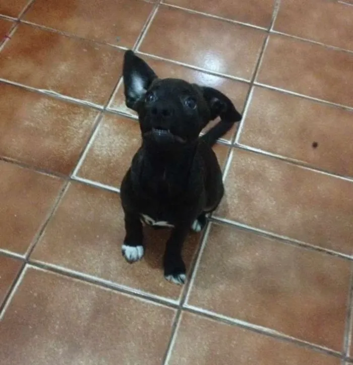 Cachorro ra a VIRA LATA idade 2 a 6 meses nome SEM NOME