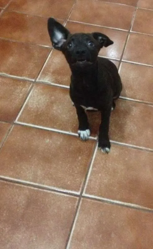 Cachorro ra a VIRA LATA idade 2 a 6 meses nome SEM NOME