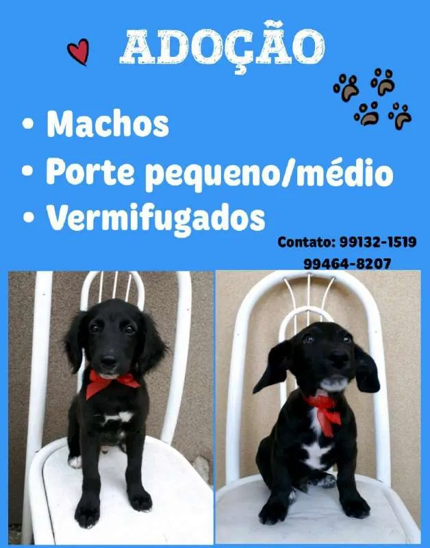 Cachorro raça SRD idade 2 a 6 meses nome Sem nome 