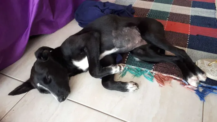 Cachorro ra a SRD idade 2 a 6 meses nome Sem nome