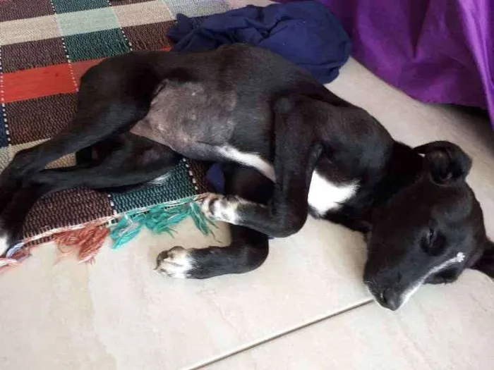 Cachorro ra a SRD idade 2 a 6 meses nome Sem nome