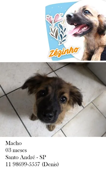 Cachorro ra a  idade 2 a 6 meses nome Zezinho