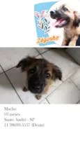 Zezinho