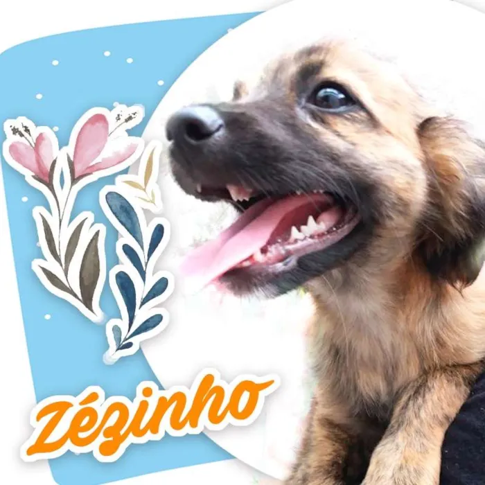 Cachorro ra a  idade 2 a 6 meses nome Zezinho