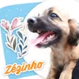 Zezinho