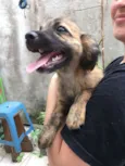 Zezinho