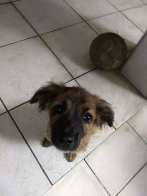 Cachorro ra a  idade 2 a 6 meses nome Zezinho