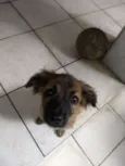 Zezinho