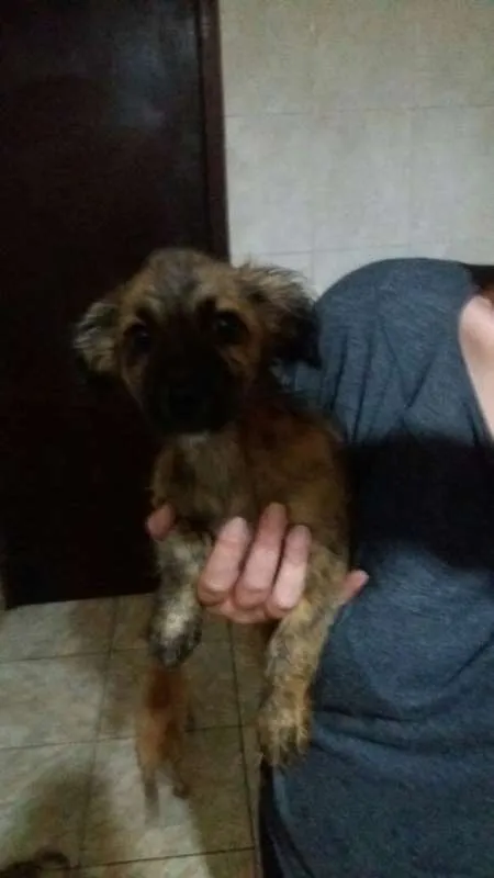 Cachorro ra a  idade 2 a 6 meses nome Zezinho