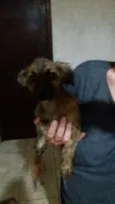 Zezinho