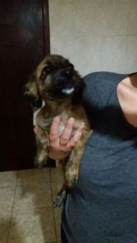 Cachorro ra a  idade 2 a 6 meses nome Zezinho