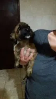 Zezinho