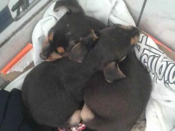 Cachorro ra a SRD idade Abaixo de 2 meses nome Bilbo e Frodo