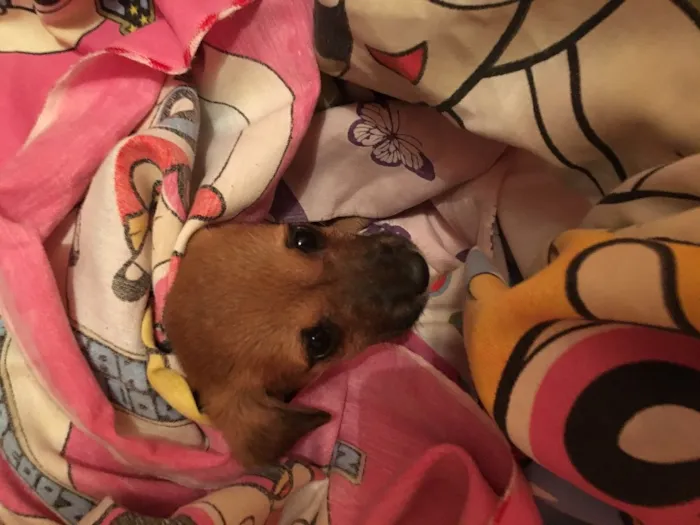 Cachorro raça Vira lata  idade 2 a 6 meses nome Luna 
