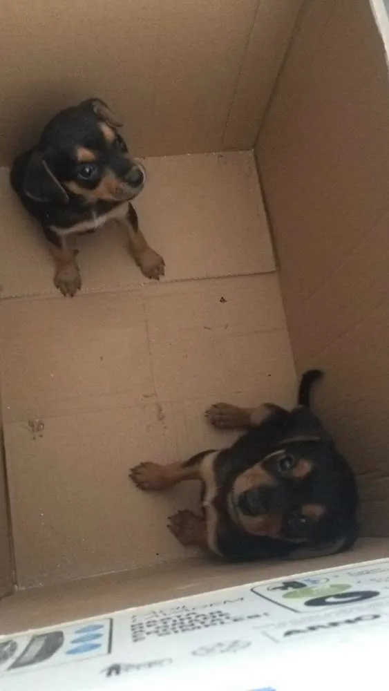 Cachorro ra a SRD idade Abaixo de 2 meses nome Bilbo e Frodo