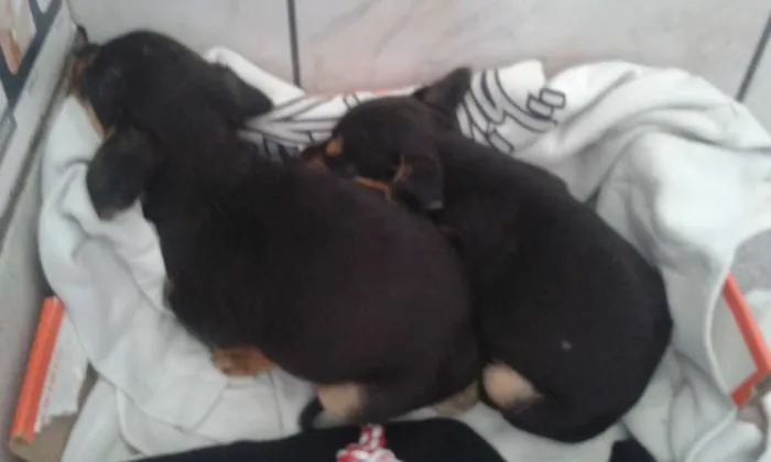 Cachorro ra a SRD idade Abaixo de 2 meses nome Bilbo e Frodo