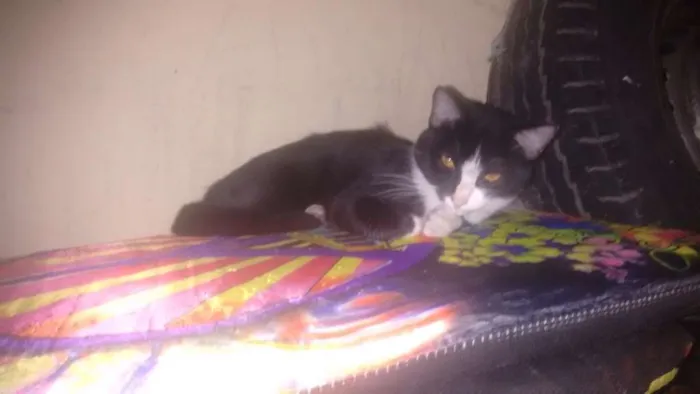 Gato ra a  idade 7 a 11 meses nome Laila