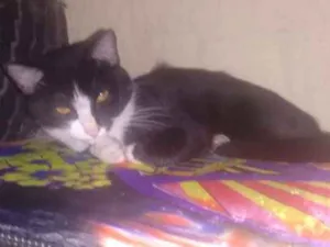 Gato raça  idade 7 a 11 meses nome Laila