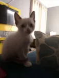 Mingau