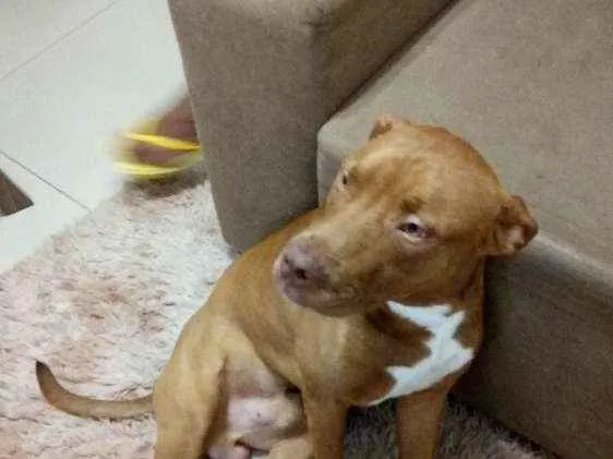 Cachorro ra a Pitbull idade 1 ano nome Sançao