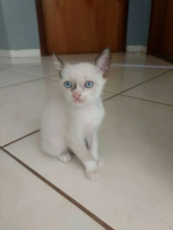 Gato ra a Nao definida idade Abaixo de 2 meses nome SERENO