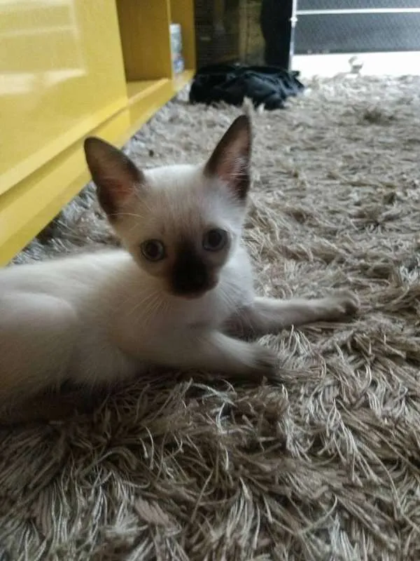 Gato ra a SRD idade Abaixo de 2 meses nome JUJUBA