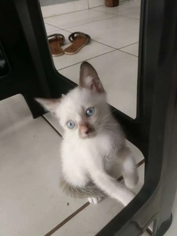 Gato ra a SRD idade Abaixo de 2 meses nome GETULIA