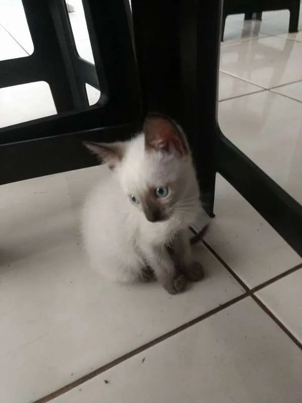 Gato ra a SRD idade Abaixo de 2 meses nome GERTRUDES