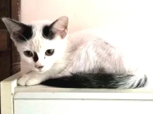 Gato raça sdr idade 2 a 6 meses nome A escolher