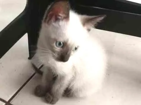 Gato ra a SRD idade Abaixo de 2 meses nome GERTRUDES