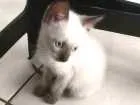 Gato raça SRD idade Abaixo de 2 meses nome GERTRUDES