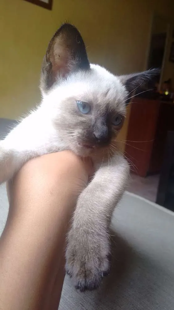 Gato ra a Siamês idade 2 a 6 meses nome Paçoca