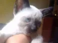 Paçoca